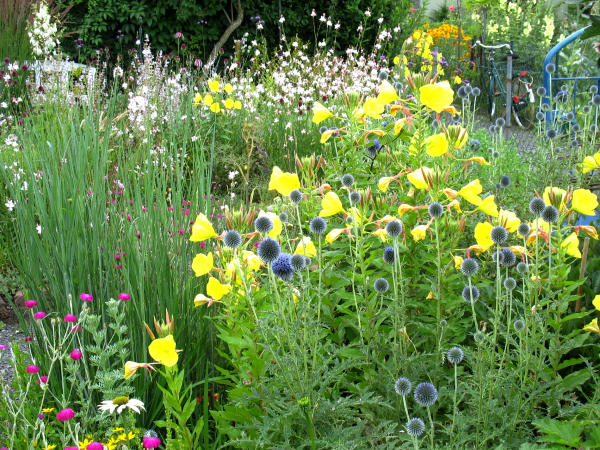 Zahlreiche zweijhrige Arten wie die Nachtkerze (gelb) drfen durch den Garten "wandern", so dass immer wieder vllig neue Gartenbilder entstehen...