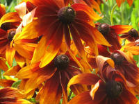 Sonnenhut (Rudbeckia) ...