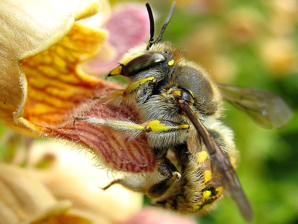 Groe Wollbiene (Anthidium manicatum)