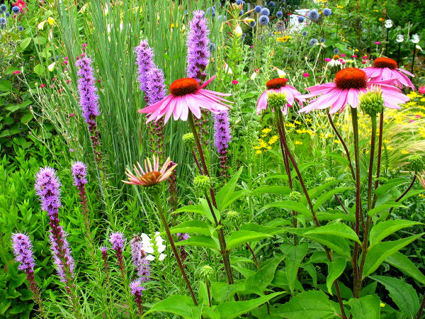 Kombination von Prachtscharte (Liatris spicata) mit Sonnenhut (Echinacea purpurea)