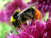 Mnnliche Steinhummel (Bombus lapidarius) auf Kopflauch (Allium sphaerocephalon)