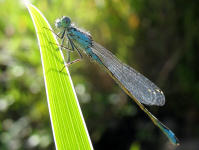 Am Teich leben etliche Libellenarten, z.B. die Groe Pechlibelle (Ischnura elegans)