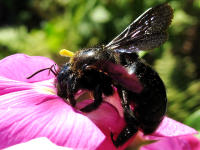 Blaue Holzbiene - die grte heimische Wildbiene an Staudenwicke