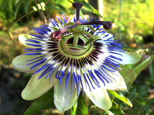 ... und Passionsblume (Passiflora caerulea).