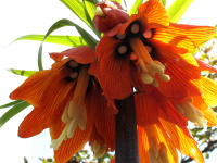 Kaiserkrone (Fritillaria imperialis)