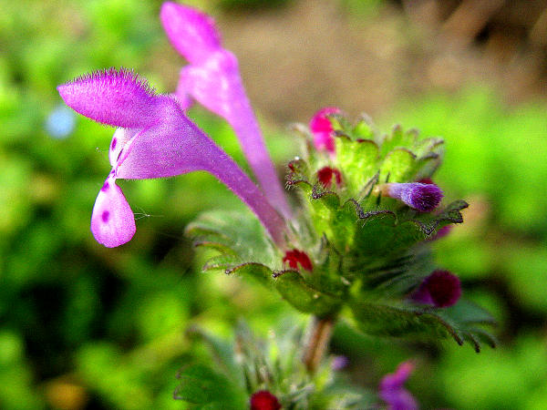 Auch "Unkraut" auf den Gem�sebeeten ist "sch�n", man muss nur einmal genauer hinschaun. Hier: Stengelumfassende Taubnessel (Lamium amplexicaule). Sie z�hlt wie alle Taubnesseln zu den begehrtesten Hummelnektarpflanzen.