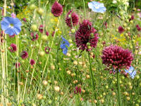 Blauer Staudenlein (Linum perenne) und Kopflauch (Allium sphaerocephalon) im Steppenbeet