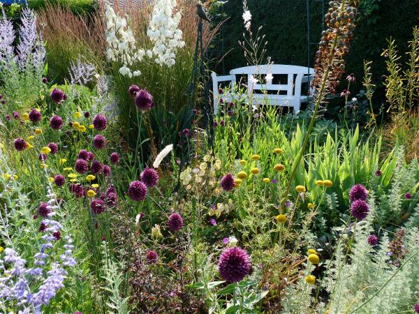 Sie Sonne steht morgens hinter der Ligusterhecke und lsst die Gartenstauden wunderschn von hinten erstrahlen