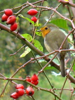 Rotkehlchen in Wildrosenbusch